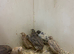 Japanese/ coturnix quail eggs
