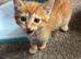 Kitten