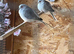 Dimond doves