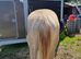 Irish draught - foal