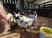 Pygmy goats