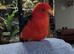 King parrots Glasgow