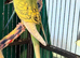 young budgies available young male & female
