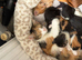 5 kittens 100 each deposit wanted