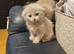 Ragdoll x scottish fold