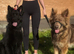 German shepherd puppies