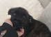1 X yorkie X Staffy puppies