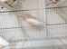 Zebra finches