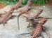 100% Baby Red Monster Bearded Dragons