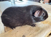 Guinea pigs