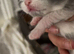 bsh kittens