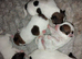 Jack russell puppies