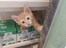 Half Bengal Kittens - READY NOW!