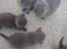 3 FULL BSH KITTENS READY TO LEAVE MOM AND DAD AVALIABLE TO VIEW