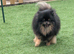 Black and tan female pom