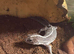 2 Fat tail Geckos sale