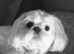 Five Beautiful White & Lavender Imperial / Tea- Cup Shih Tzu’s