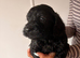 Beautiful F1 cockapoo