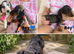 Beautiful dachshund puppy's