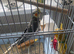 Male cockatiel 8months old
