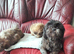 Shih Tzu Puppies Ready to go to New Homes