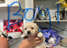 Puppies available 5th August