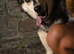 Gorgeous siberian Husky STUD