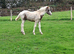Beautiful Appaloosa Filly Foal