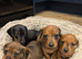 Minature Dachshund