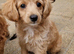 Five Cavapoochon pups left, ready now