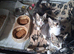 Kittens for sale