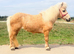 Registered Shetland palomino mare.