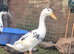 Beautiful white duck 2-3 months old