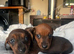 stunning dachshund girls
