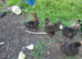 For sale x2 black silkies cocrels