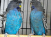 Pair of black face budgies