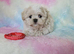 Maltese X Imperial Shih Tzu puppies