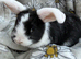 Pure bred mini lop bunnies - Ready Now