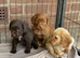 Mixed litter cocker spaniels