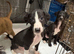 saluki grays