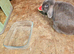 Female mini lop