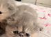 Stunning Persian Kittens