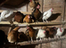 Laying hens for sale