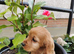 Cocker spaniel pups