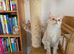 Two beautiful Maine Coon kittens