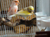 Male and female Canary for sale