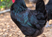 Hens (large fowl)