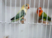 EUWING TURQUOISE AND GREEN OPALINE