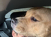 Staffordshire Bull Terrier (Sasha) - free to good home