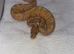 Banana Yellowbelly 100% Het Pied